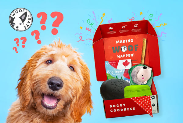 Are Dog Subscription Boxes Worth It WoofCrate