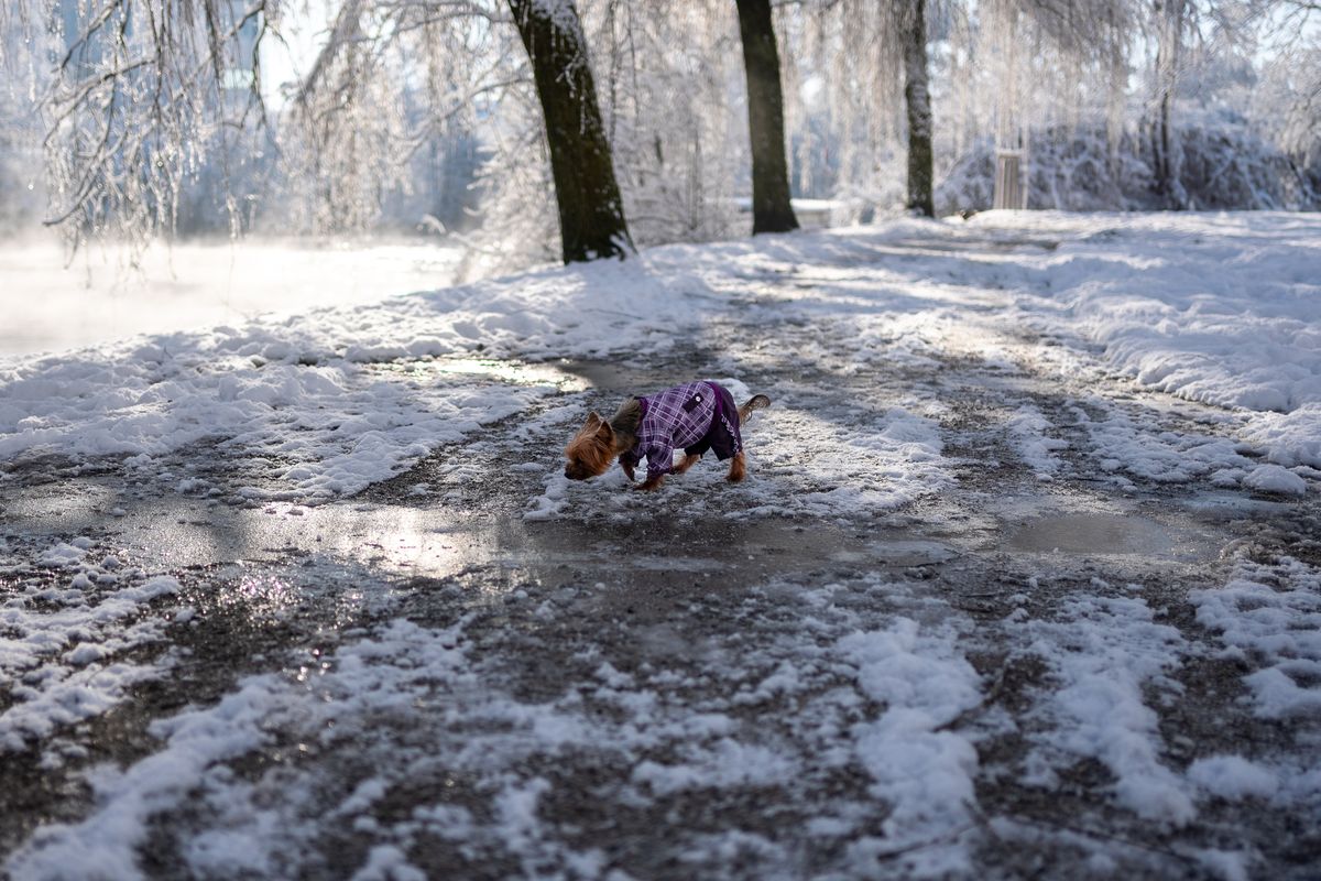 Small dog in a purple plaid winter coat sniffing a snowy, icy park path