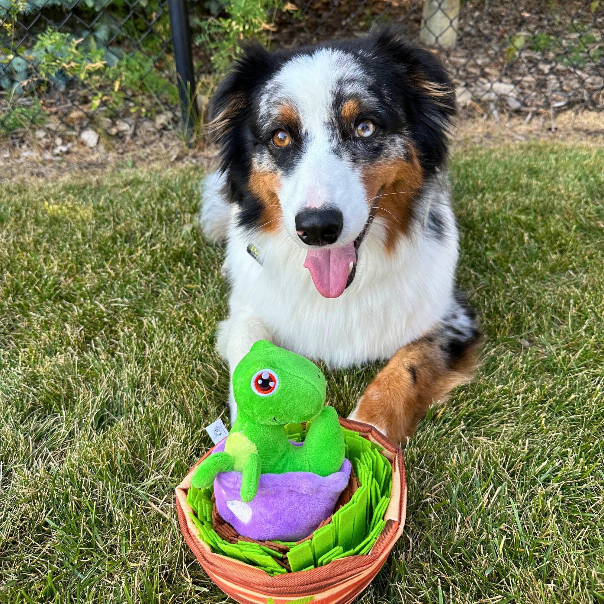 Australian Shepherd lying on grass with a dinosaur plush toy in a basket