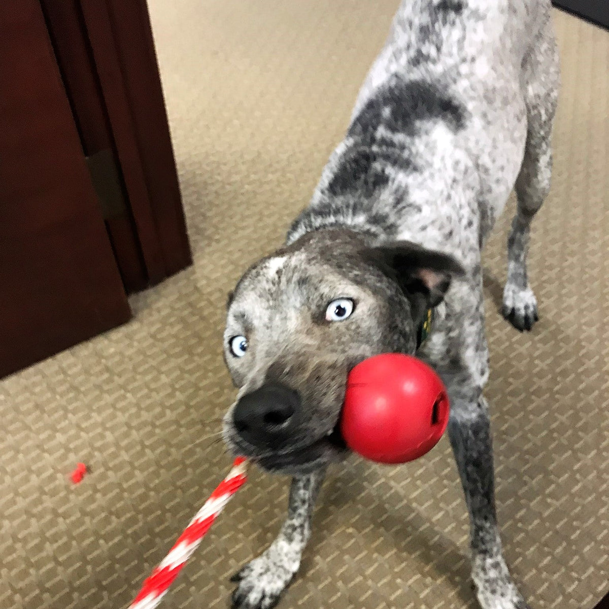 Dog carrying the red rubber K9 tug ball by its rope