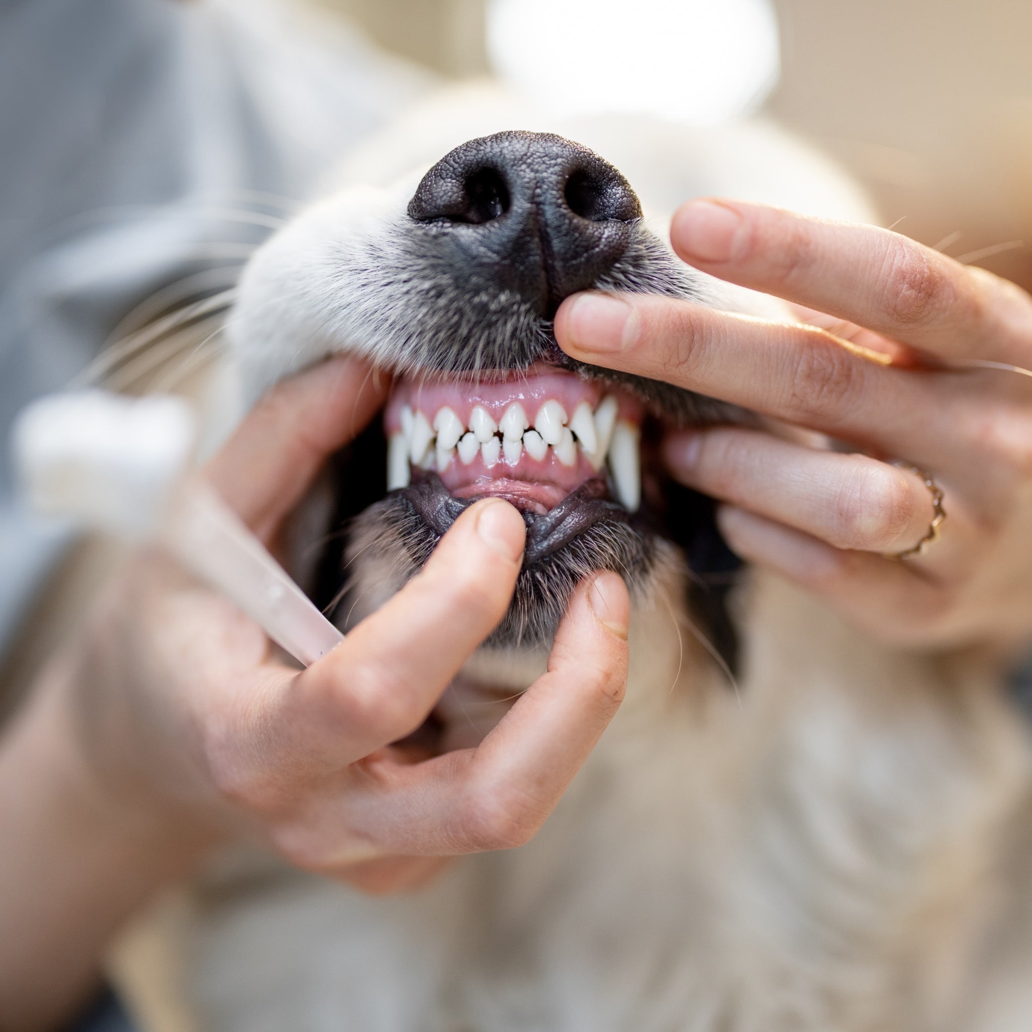 Close-up of a dog's teeth with a person holding a toothbrush