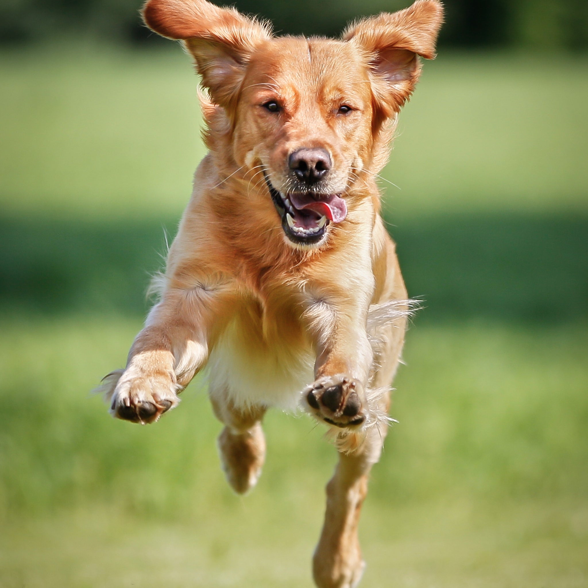 Playful golden retriever mid-jump with ears outstretched, bounding across a grassy field