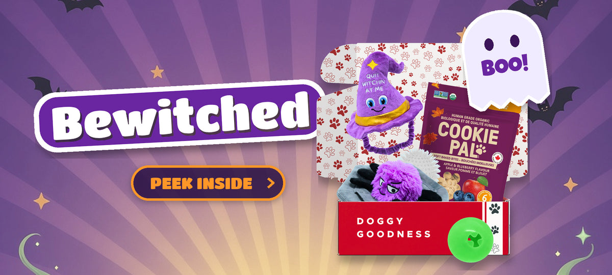 WoofCrate Bewitched Halloween themed dog subscription box with dog toys and treats