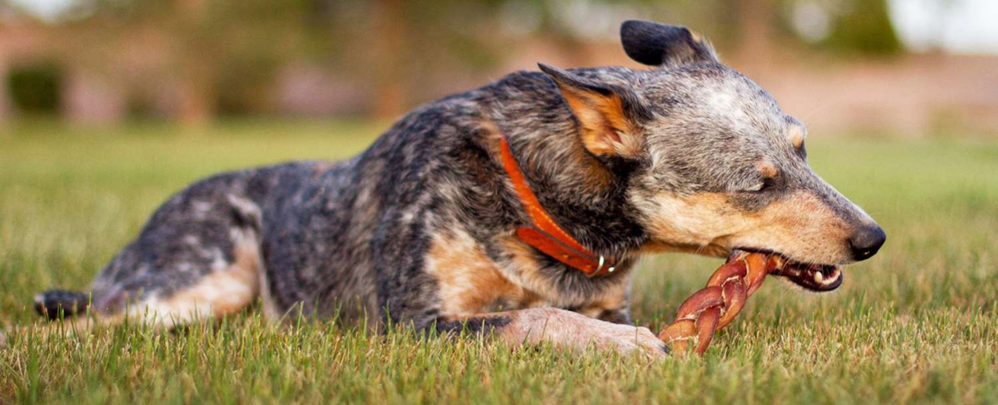 Australian Cattle Dog with an orange collar lying on grass, chewing a braided rawhide treat