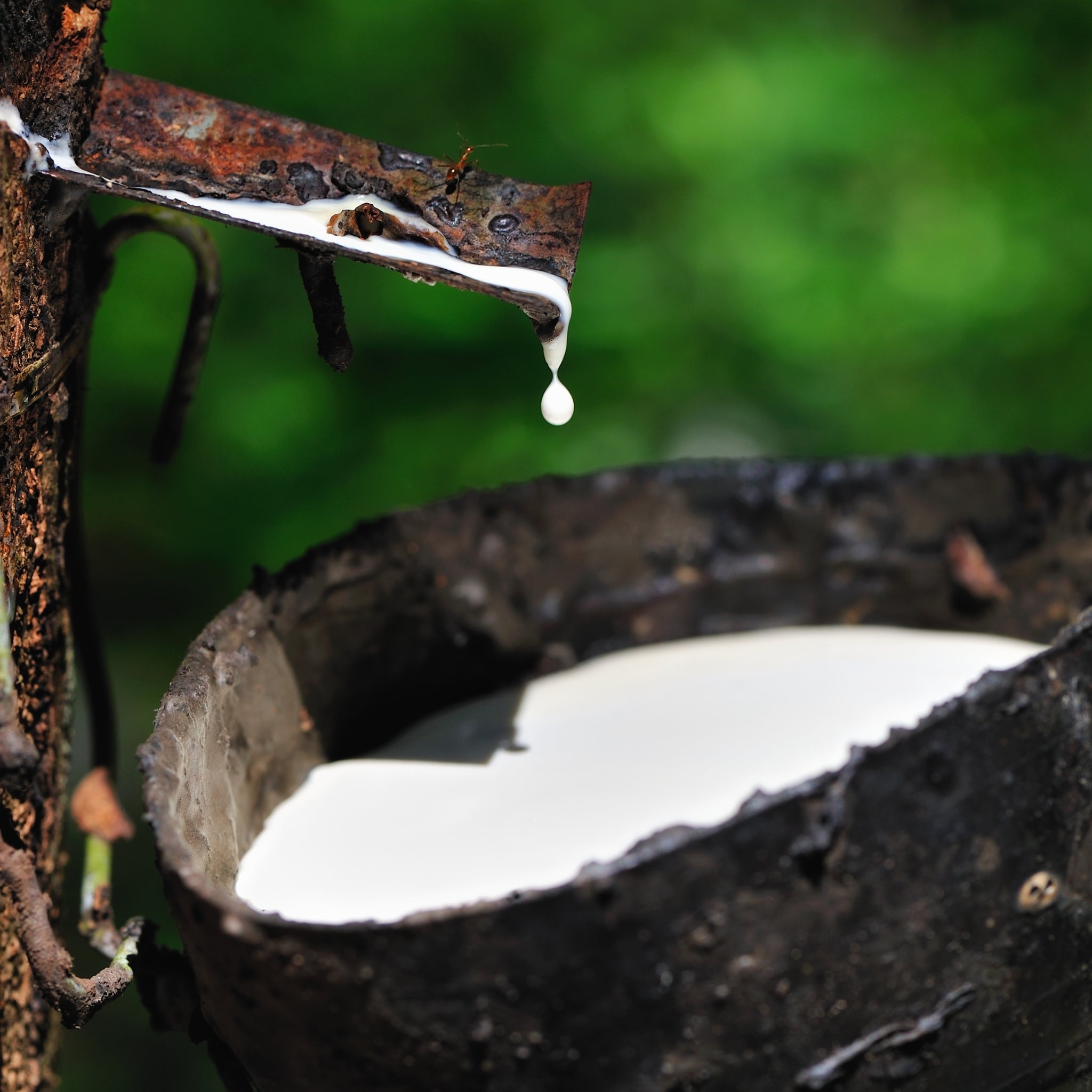 Close-up of latex dripping from a rubber tree into a black collection cup