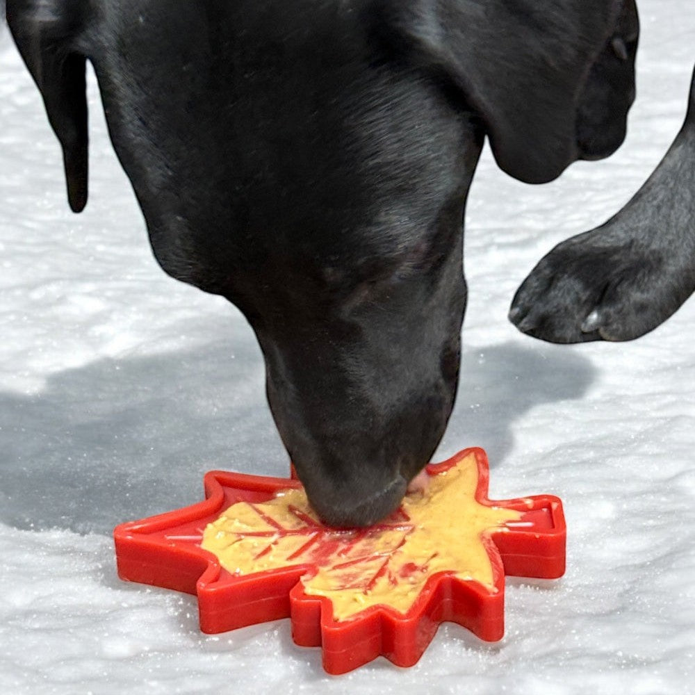 Black dog with a red Maple Leaf chew toy in the snow