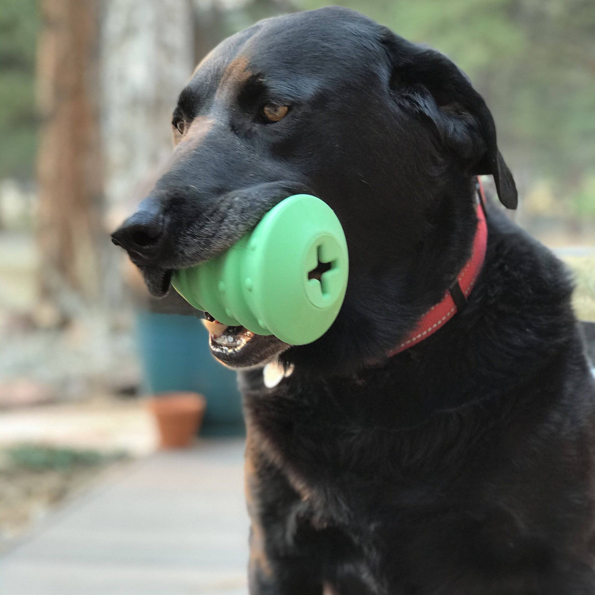 Black dog holding a green SodaPup Christmas Tree rubber toy