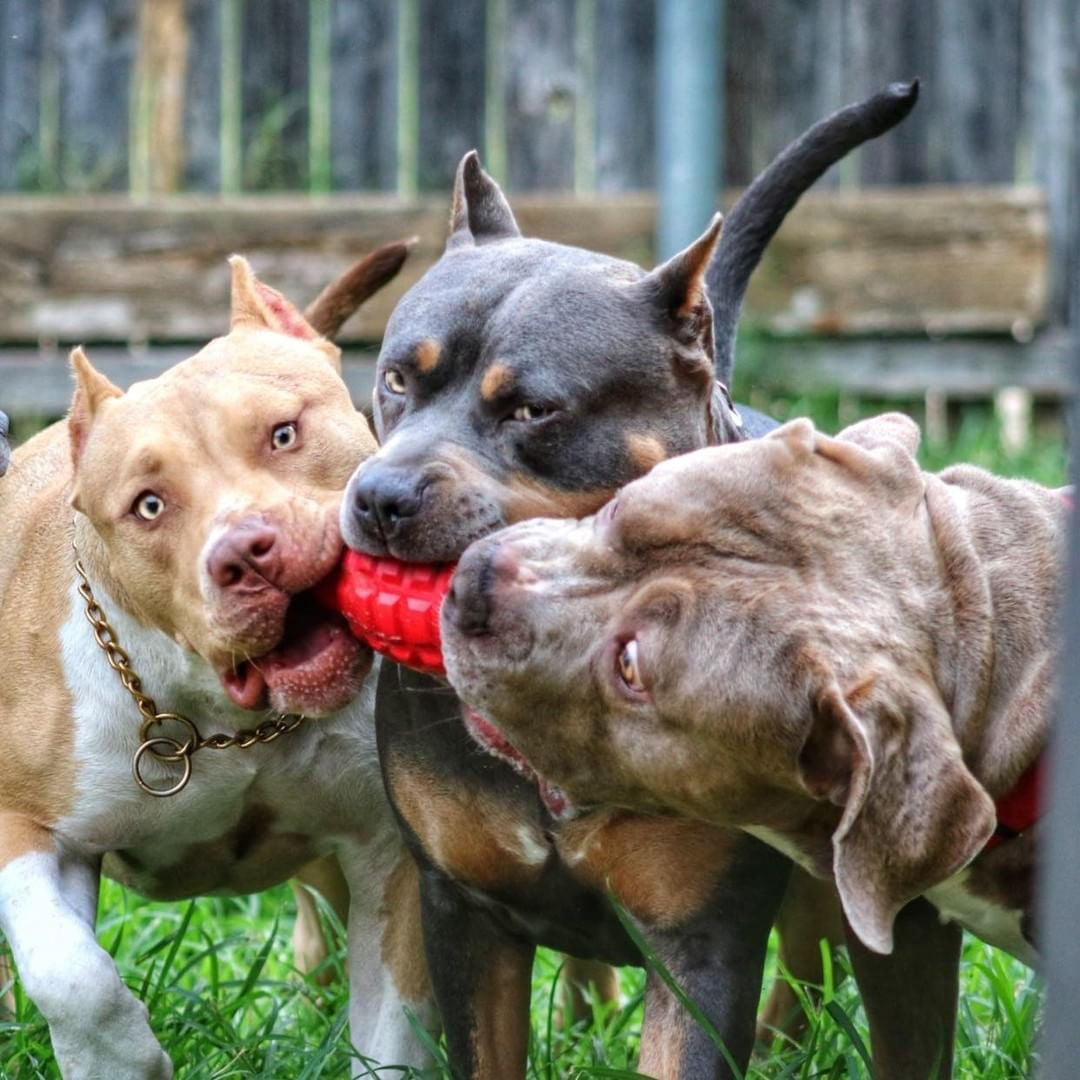 Dogs playing with a red SodaPup Grenade toy