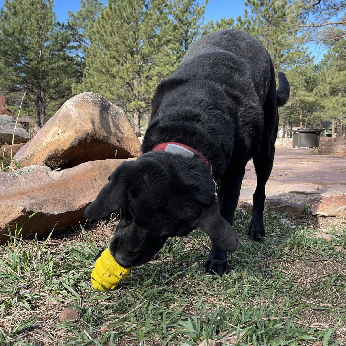 Black dog with a yellow Honey Bear toy outdoors