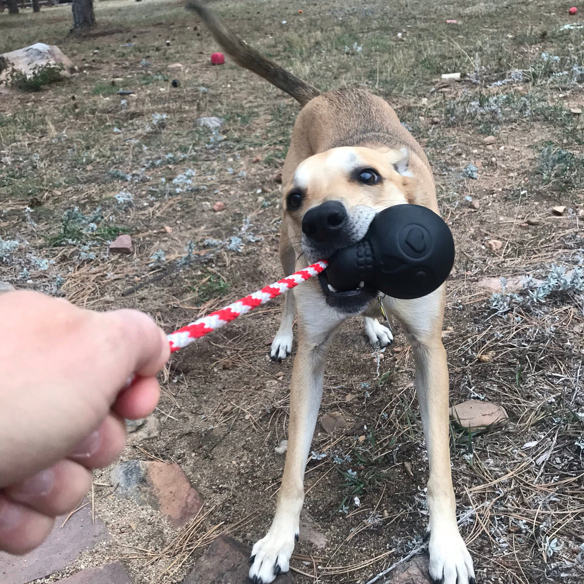 Dog playing tug with a black SodaPup Skull rope toy