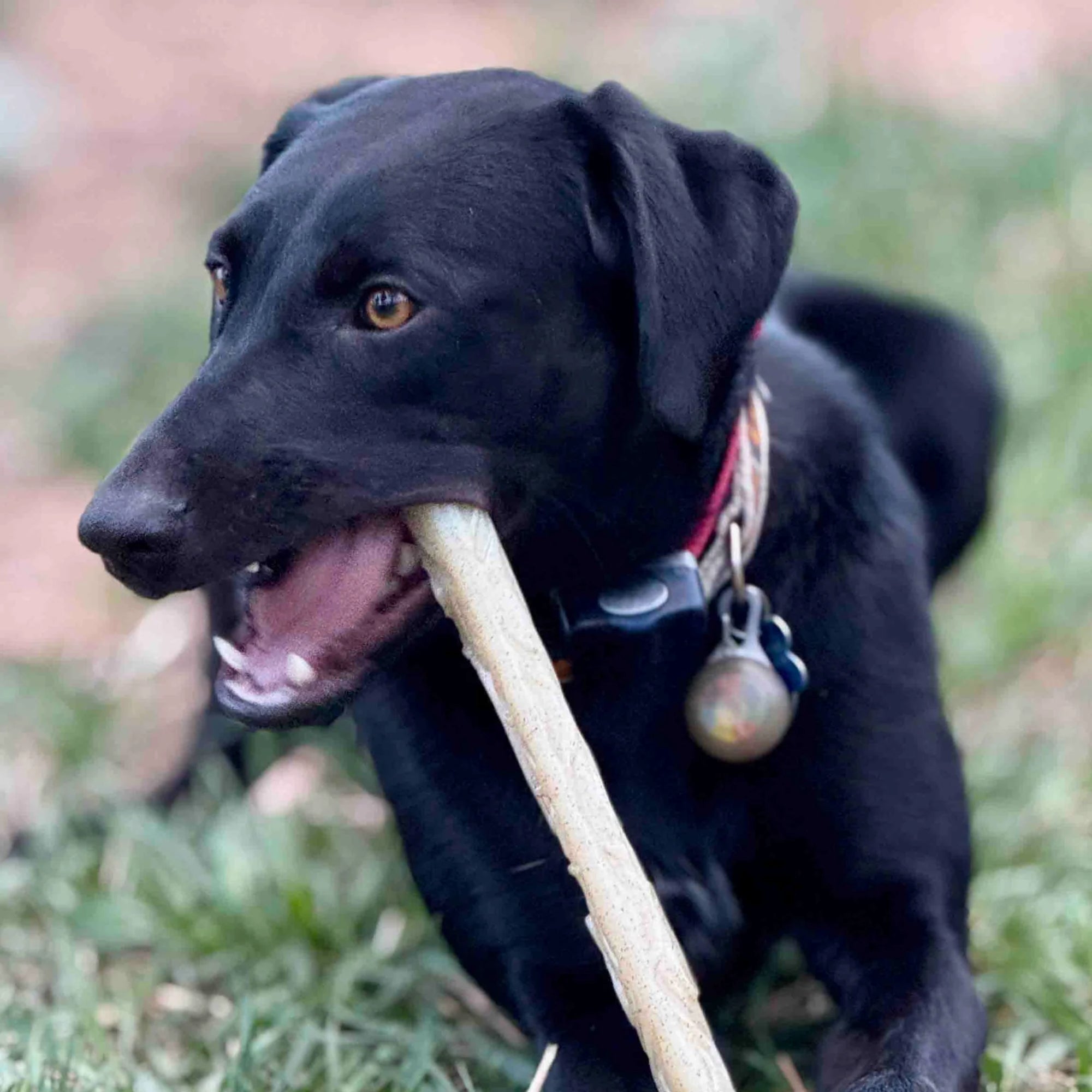 Black dog holding a stick in its mouth outdoors