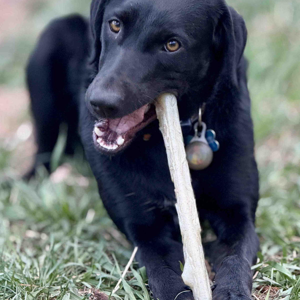 Black dog carrying a SodaPup nylon Stick chew toy