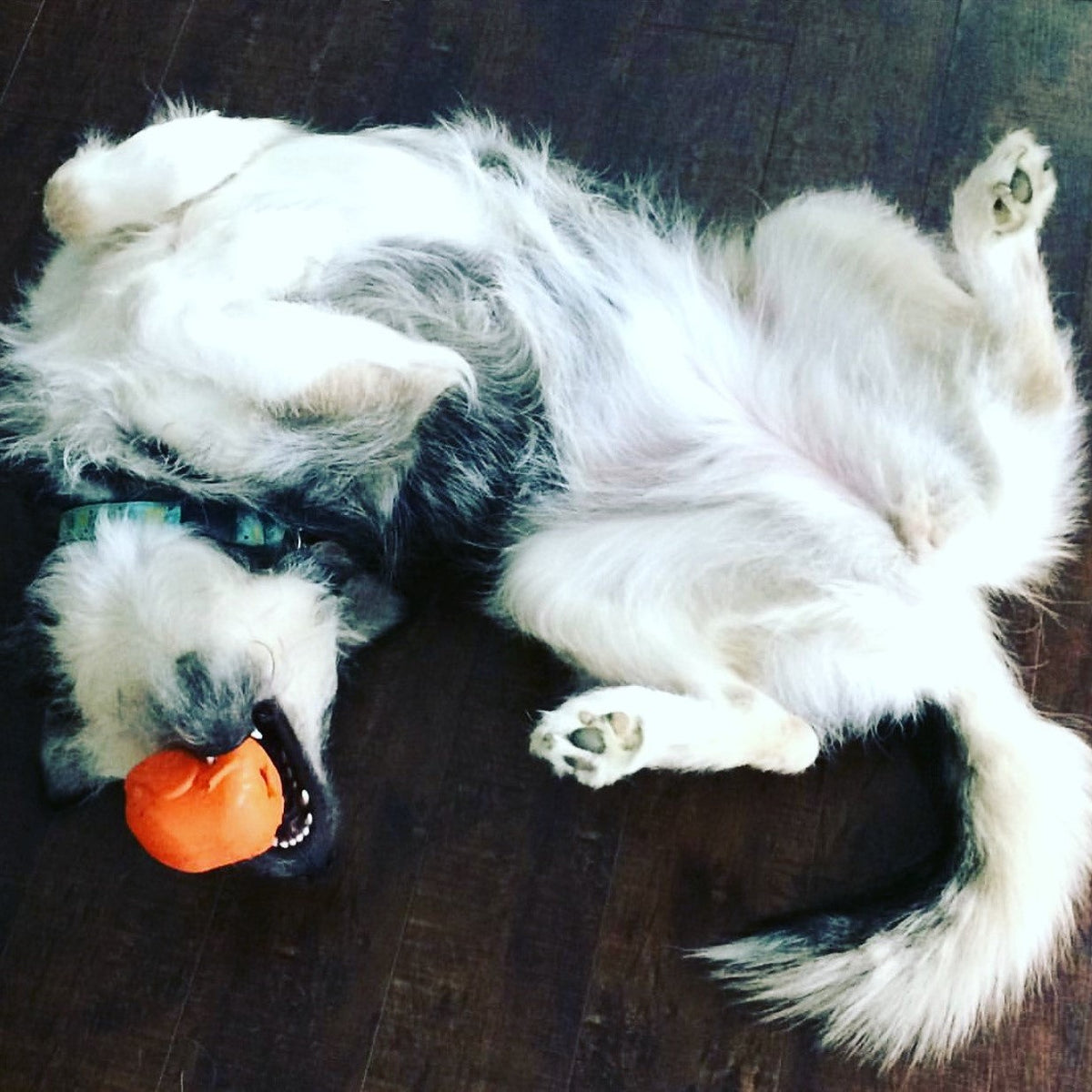 Dog rolling on its back with an orange SodaPup Turkey toy