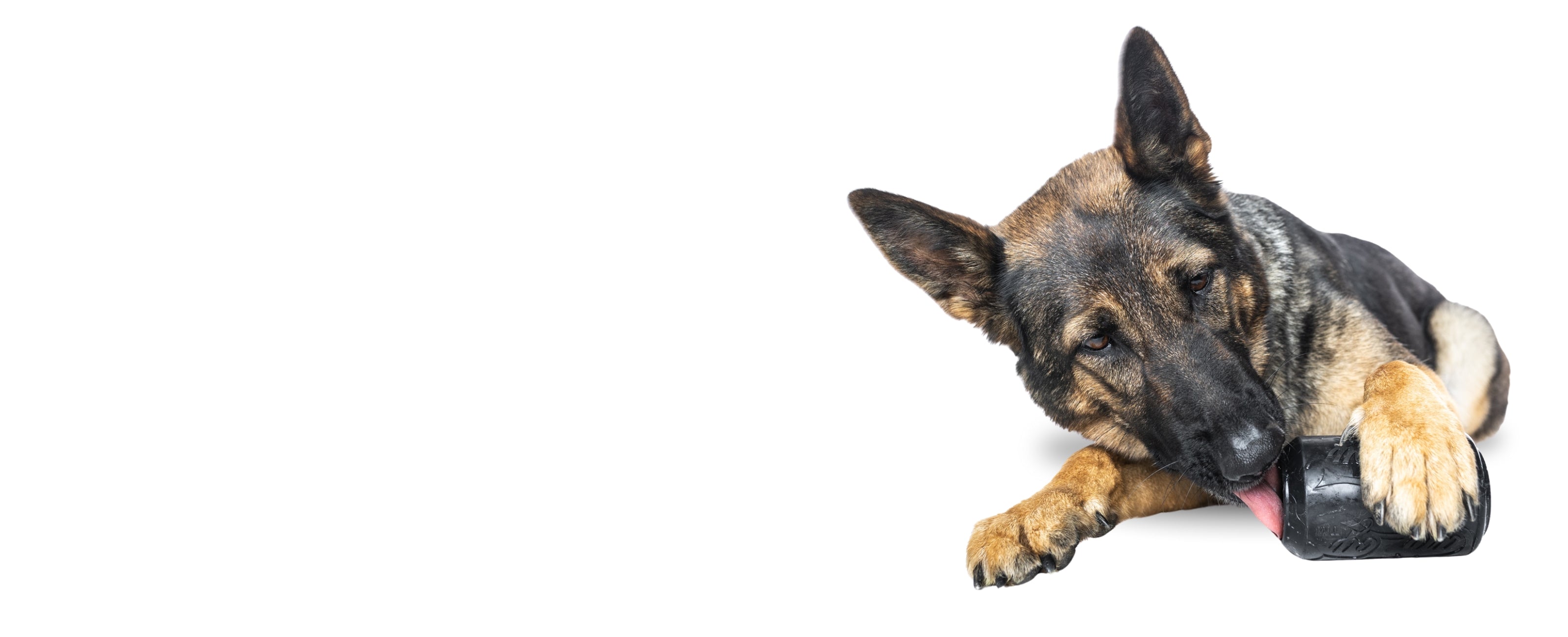 German Shepherd dog lying down and licking a durable black chew toy from WoofCrate