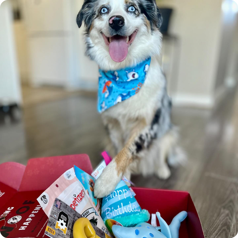 Happy Australian Shepherd wearing shark-print bandana next to red WoofCrate box of toys and goodies