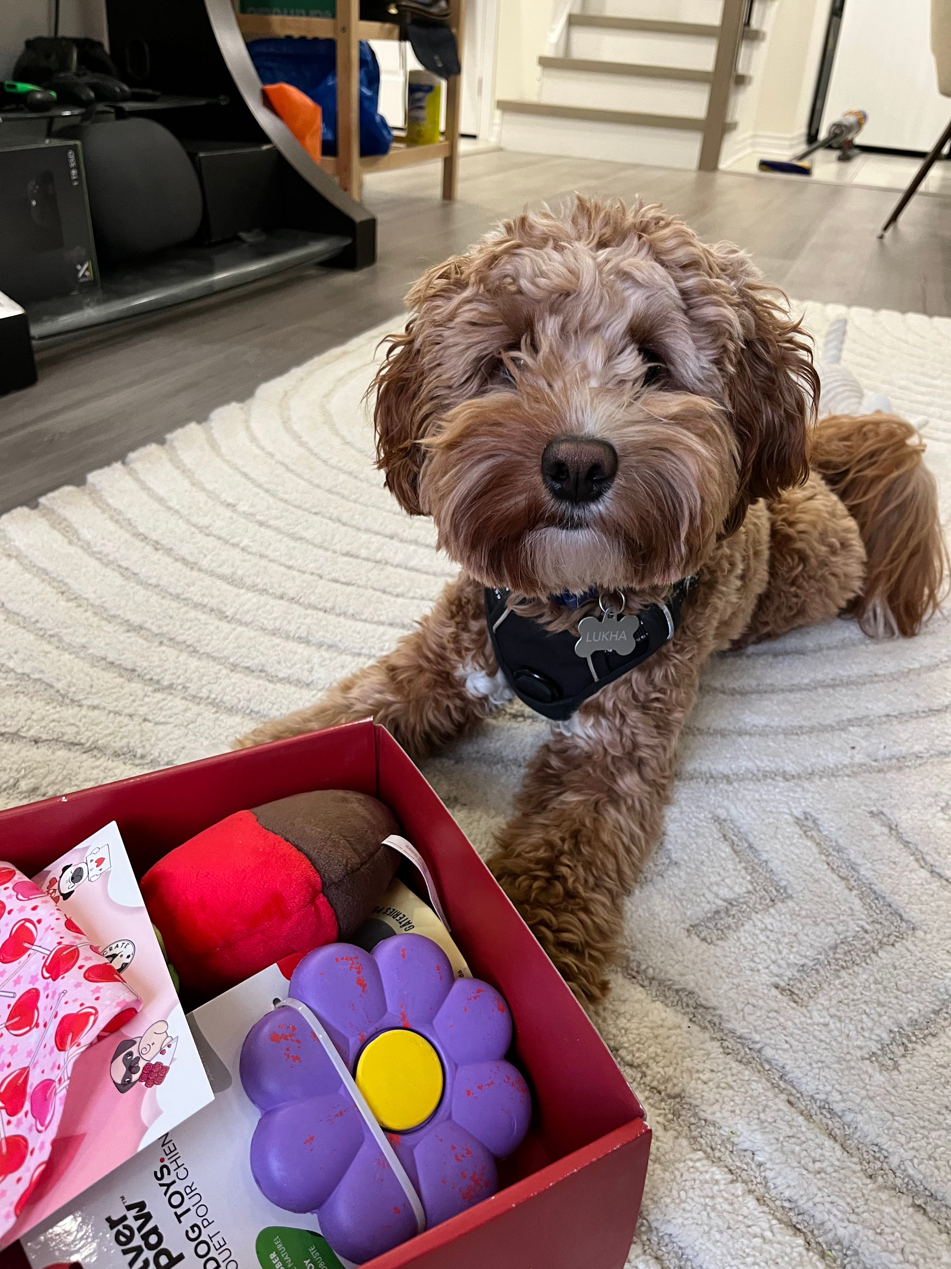 Cute curly-haired dog lying next to an open subscription box of dog toys and goodies on a cozy rug