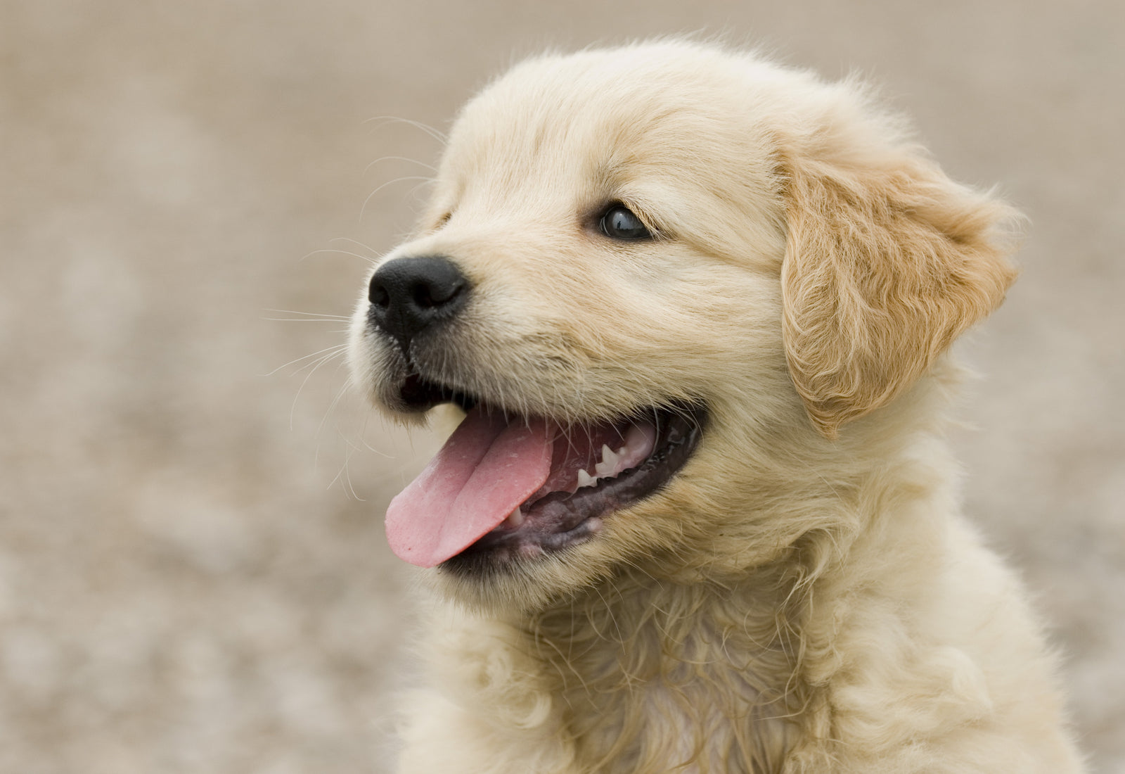 happy puppy smiling