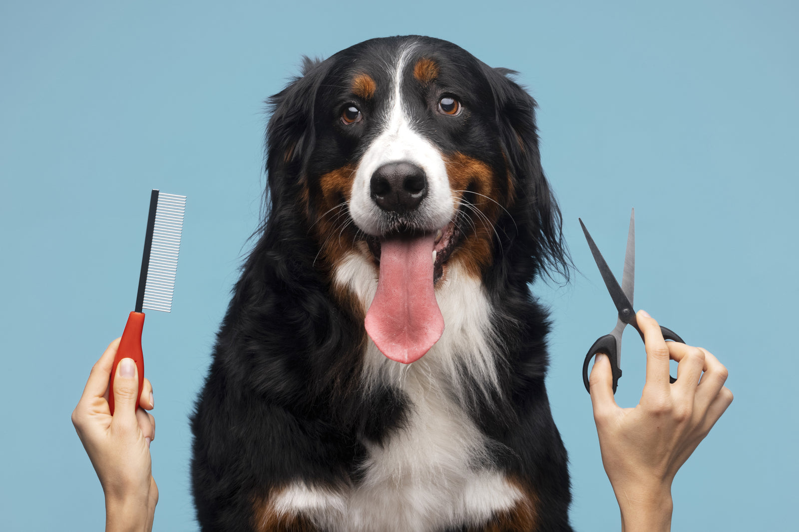 owner grooming the dog