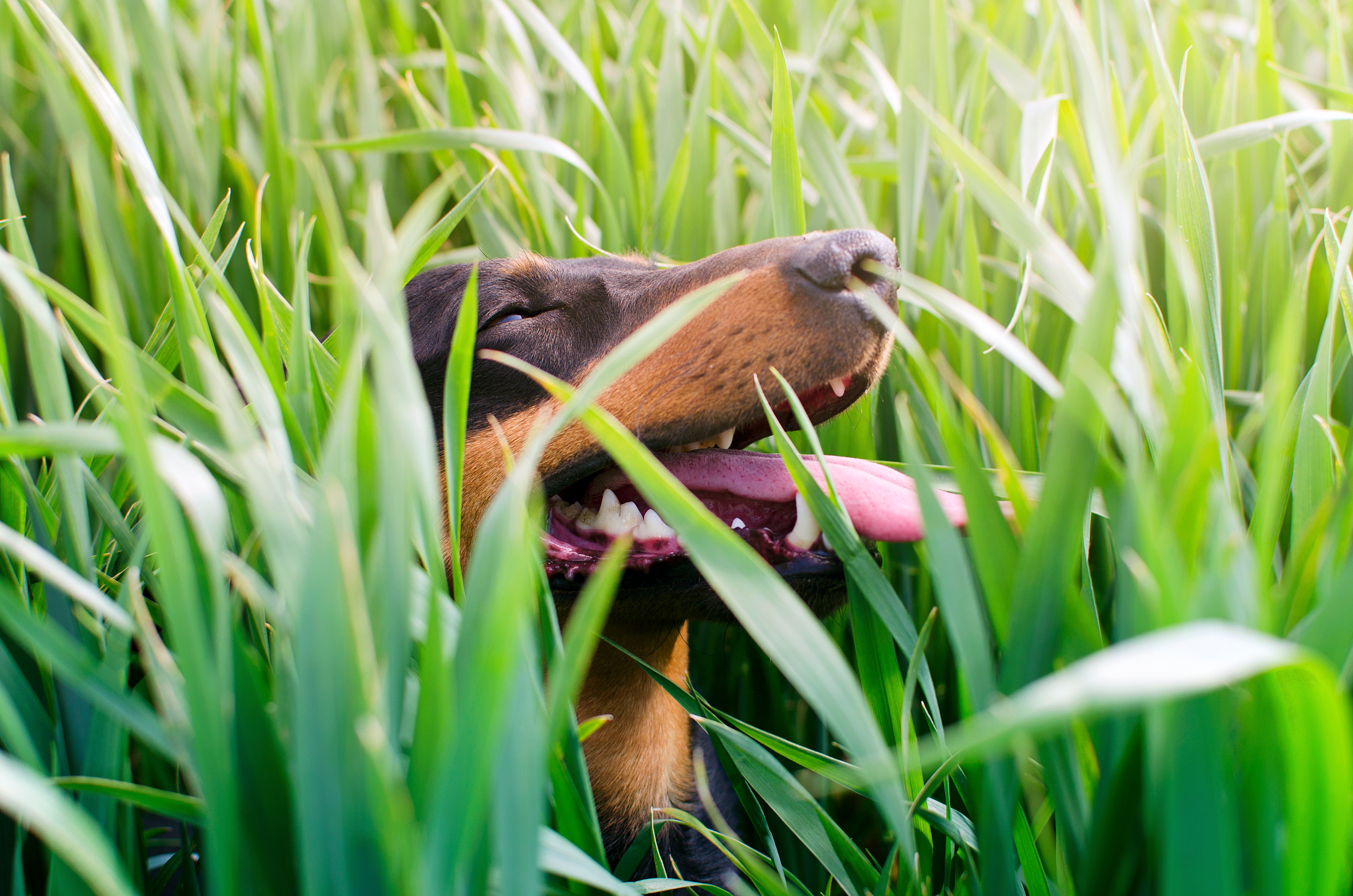 dog being safe with plants