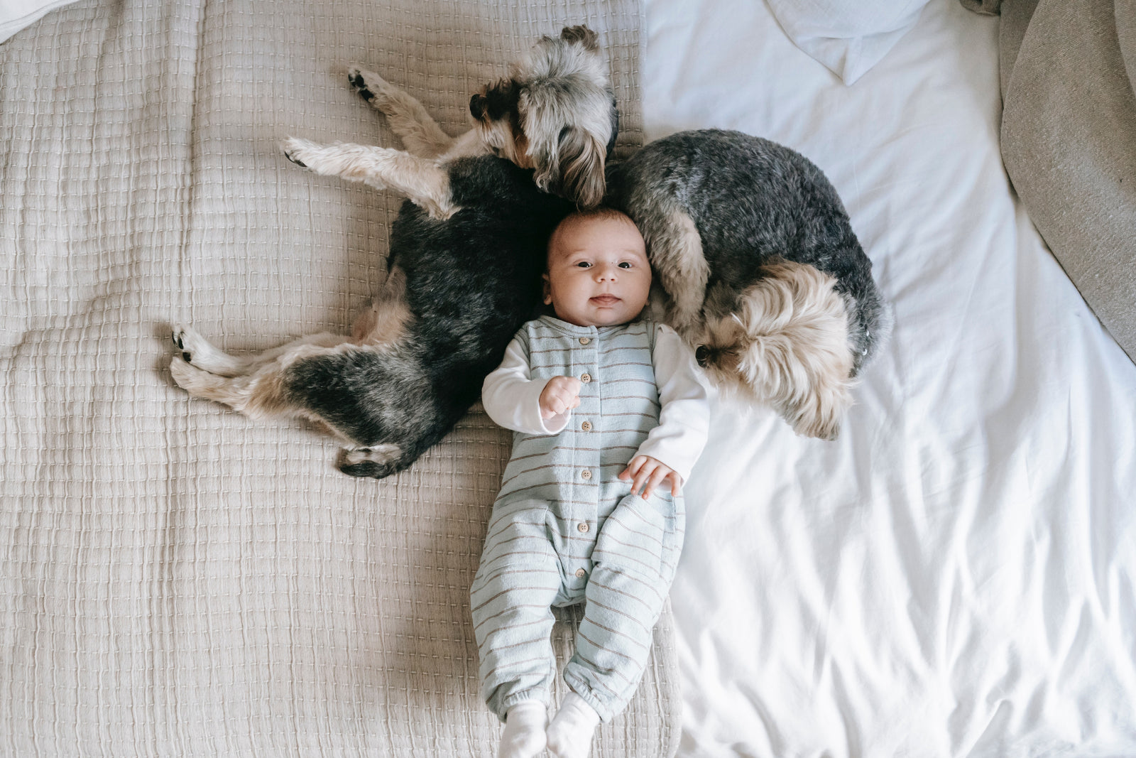 baby laying with two dogs