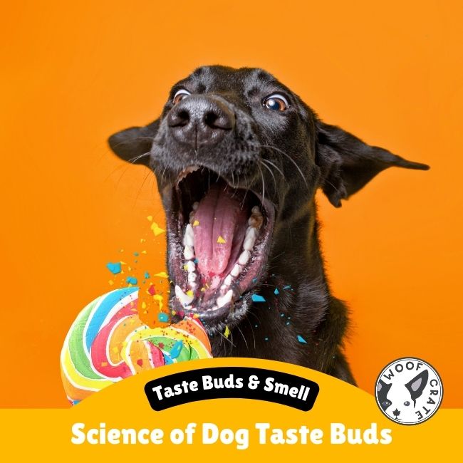 The Science Behind Dogs' Taste Buds