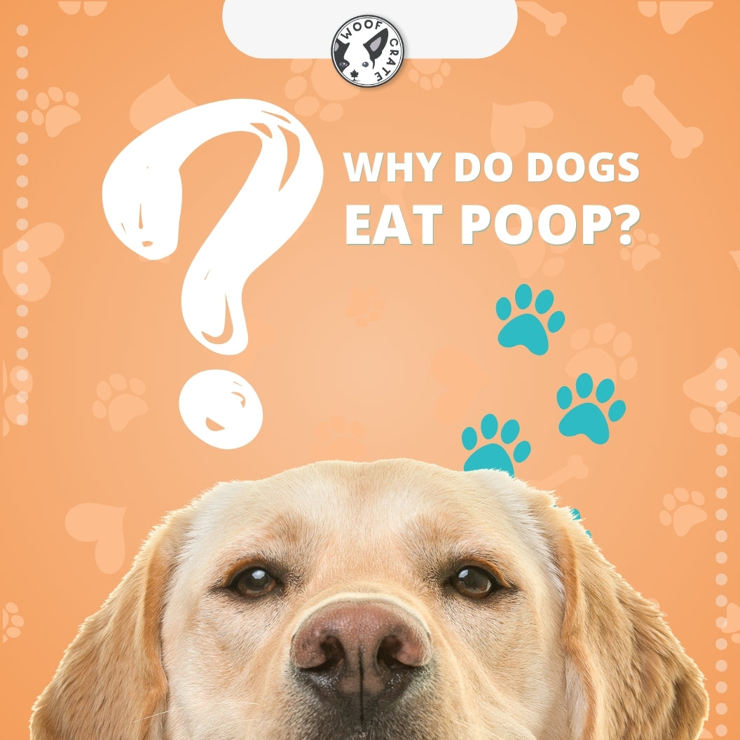 Why Do Dogs Eat Poop and How to Stop It