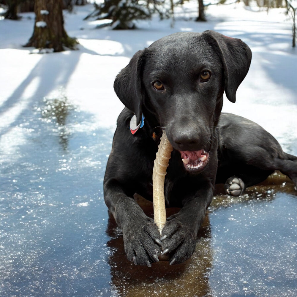 Black Labrador lying in snow with the SodaPup Hockey Stick chew toy