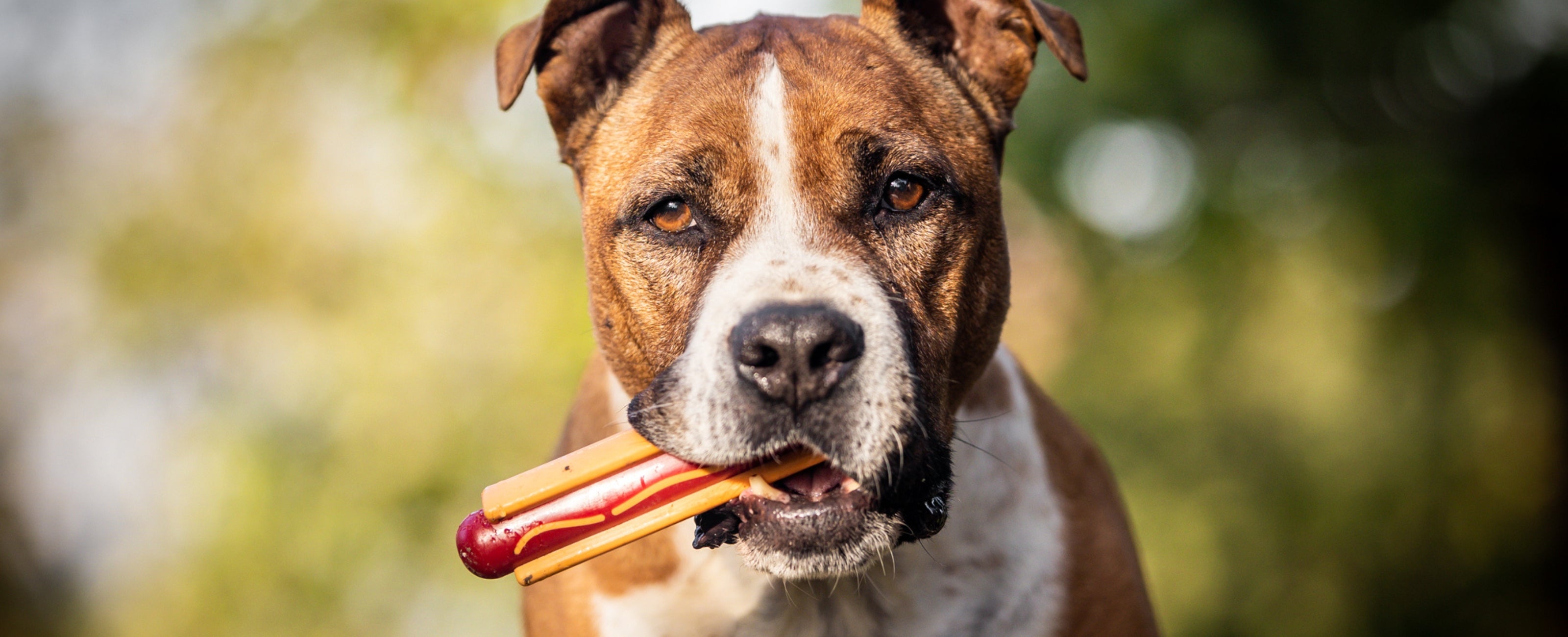 A brown and white dog holding a toy hot dog in its mouth on a sunny day outdoors