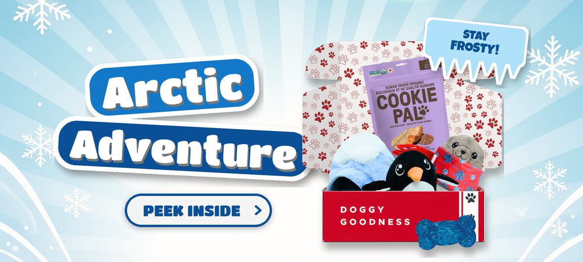WoofCrate Arctic Adventure winter themed dog subscription box with dog toys and treats