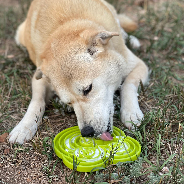 Dog eating from a green Water Frog eTray on the grass