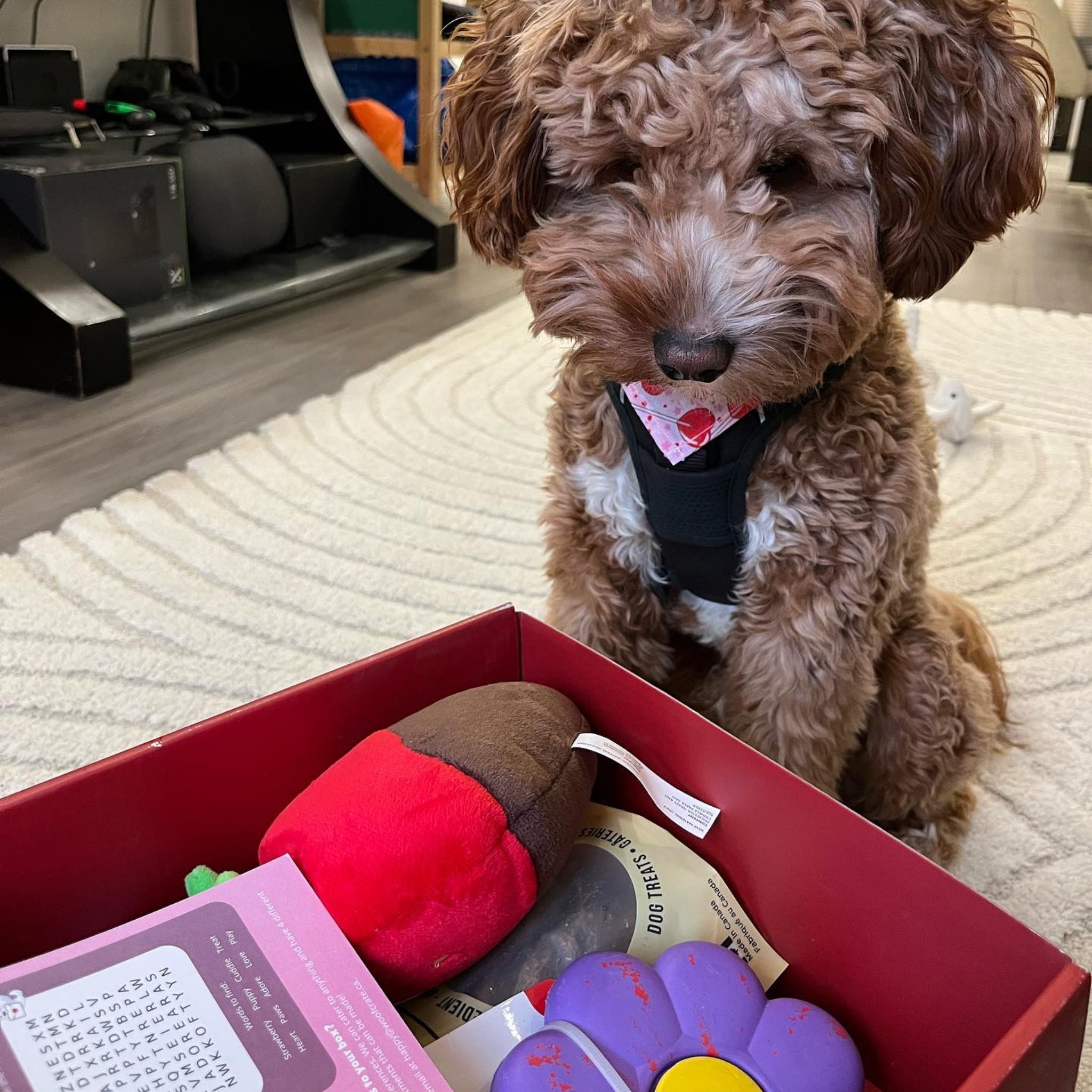 Curly-haired dog wearing a pink heart-patterned neckerchief, sitting by a red gift box filled with colorful toys and treats