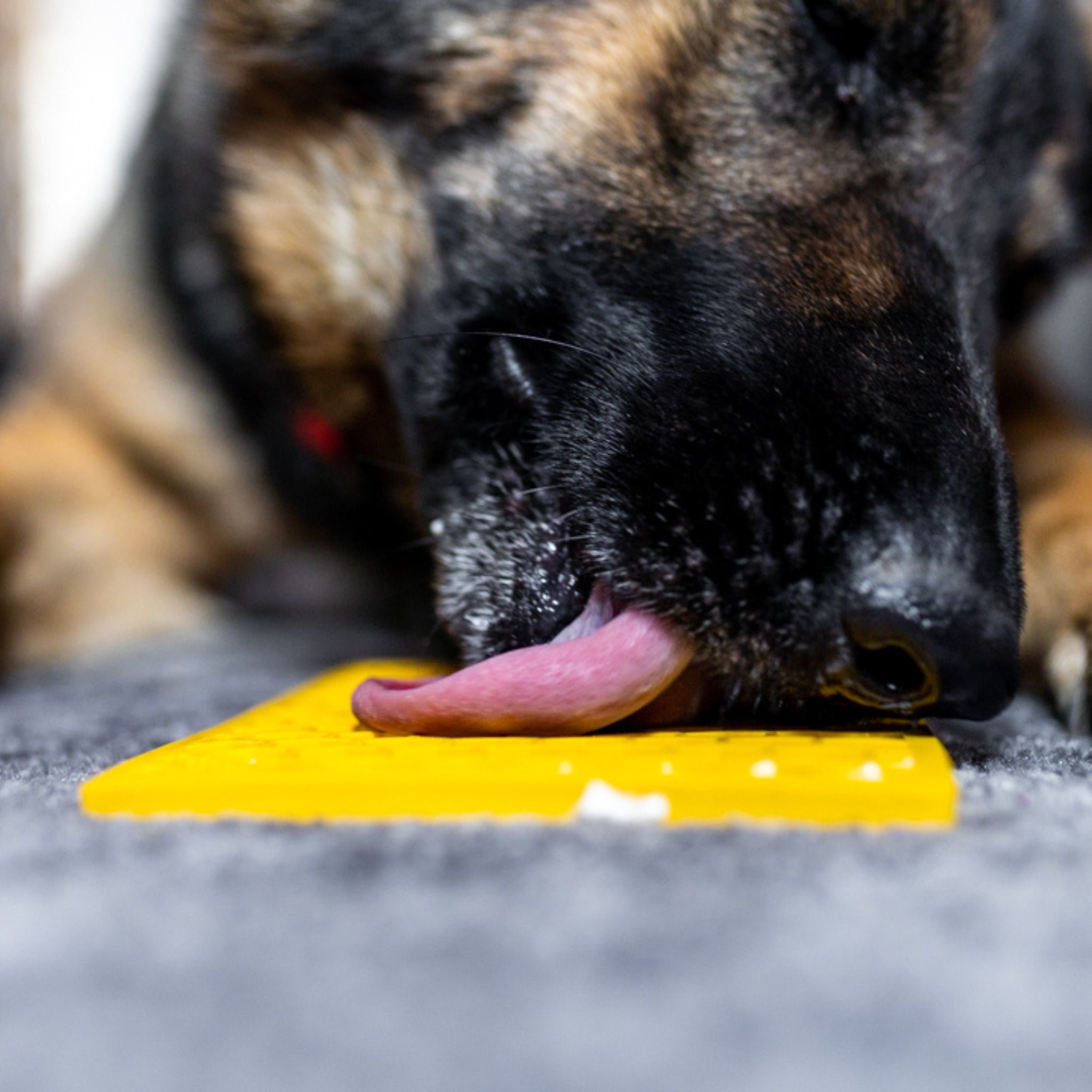 Close-up of a German Shepherd licking a yellow dog lick mat