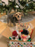 Christmas themed WoofCrate dog subscription box filled with Christmas toys and treats with a small dog and a Christmas tree in the background