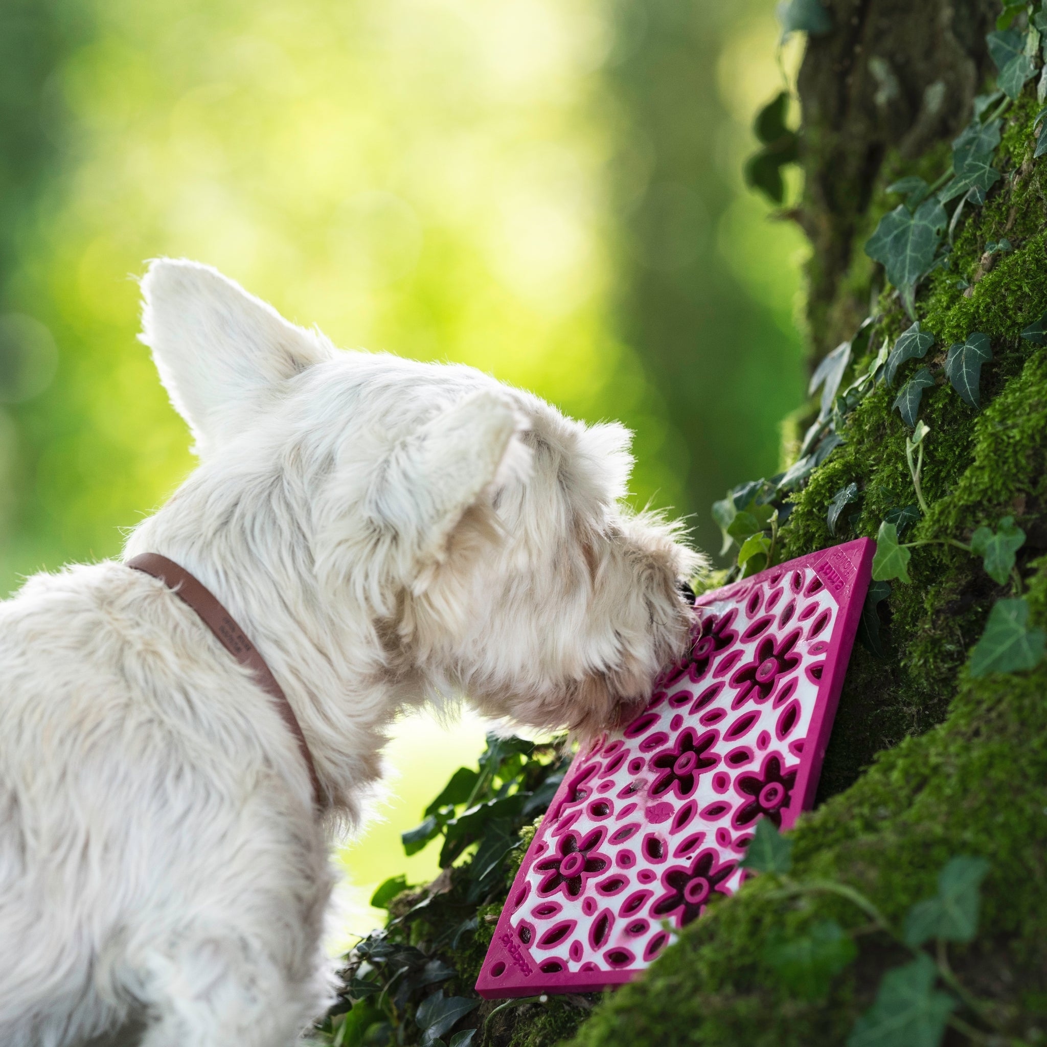 West Highland Terrier sniffing a pink flower-patterned mat, set against a natural forest backdrop with ivy and moss