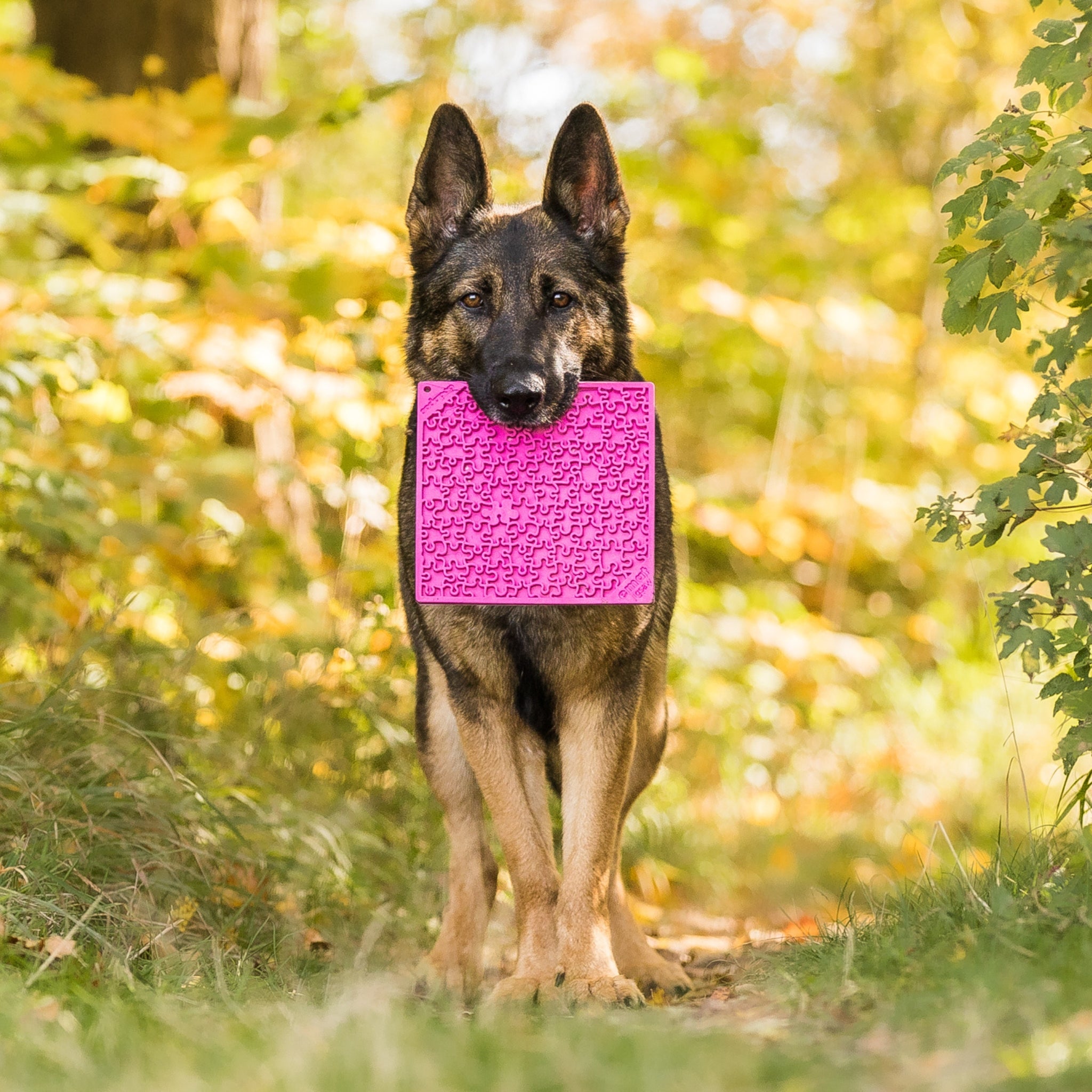 German Shepherd holding a pink puzzle-patterned mat in its mouth, standing surrounded by autumn trees and foliage