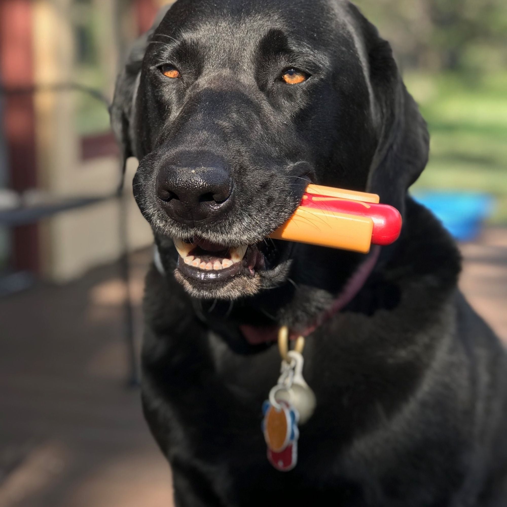 Black Labrador Retriever carrying a hot dog chew toy in its mouth