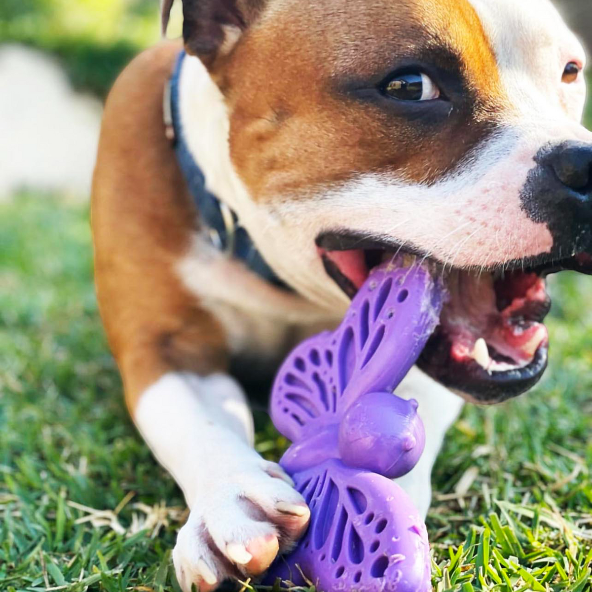 Butterfly Durable Nylon Chew Toy