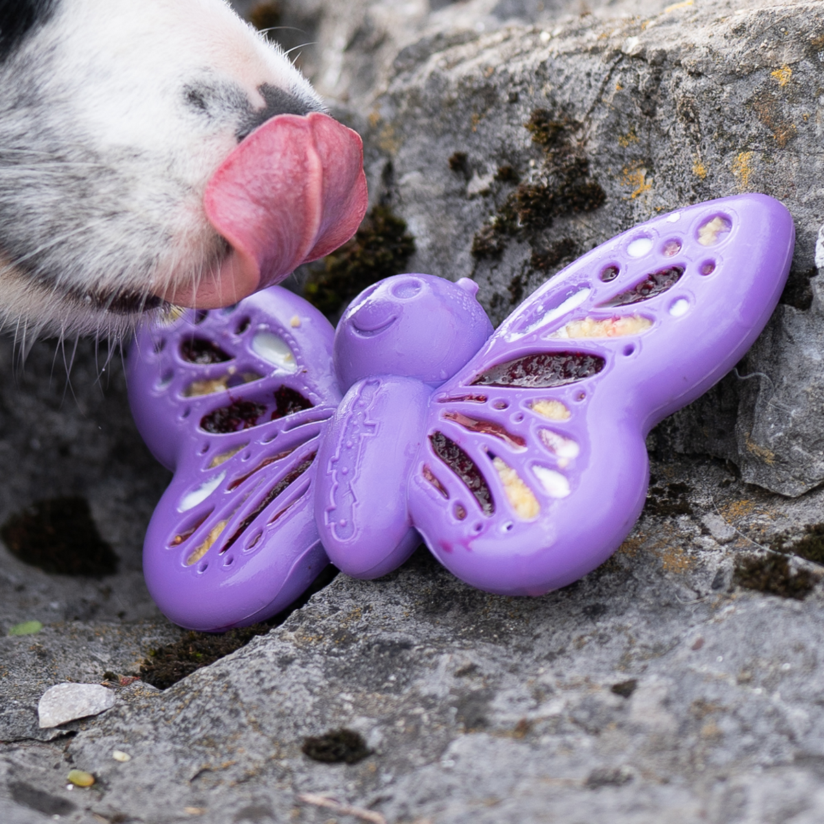 Butterfly Durable Nylon Chew Toy