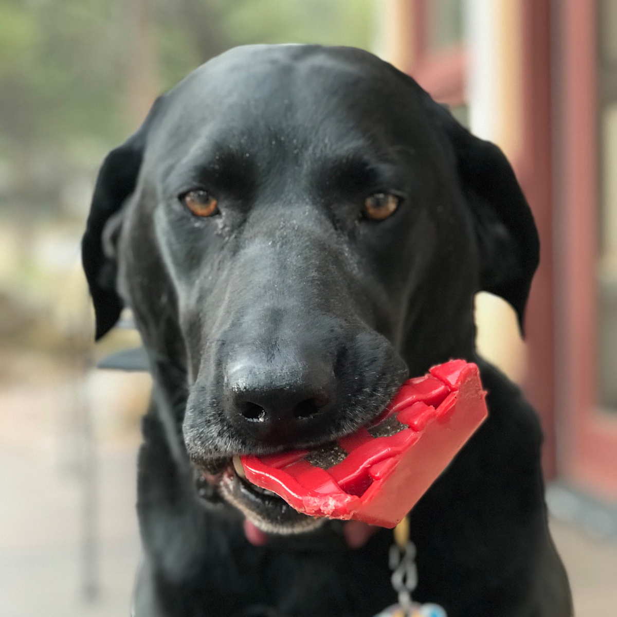 Cherry Pie Durable Nylon Chew Toy