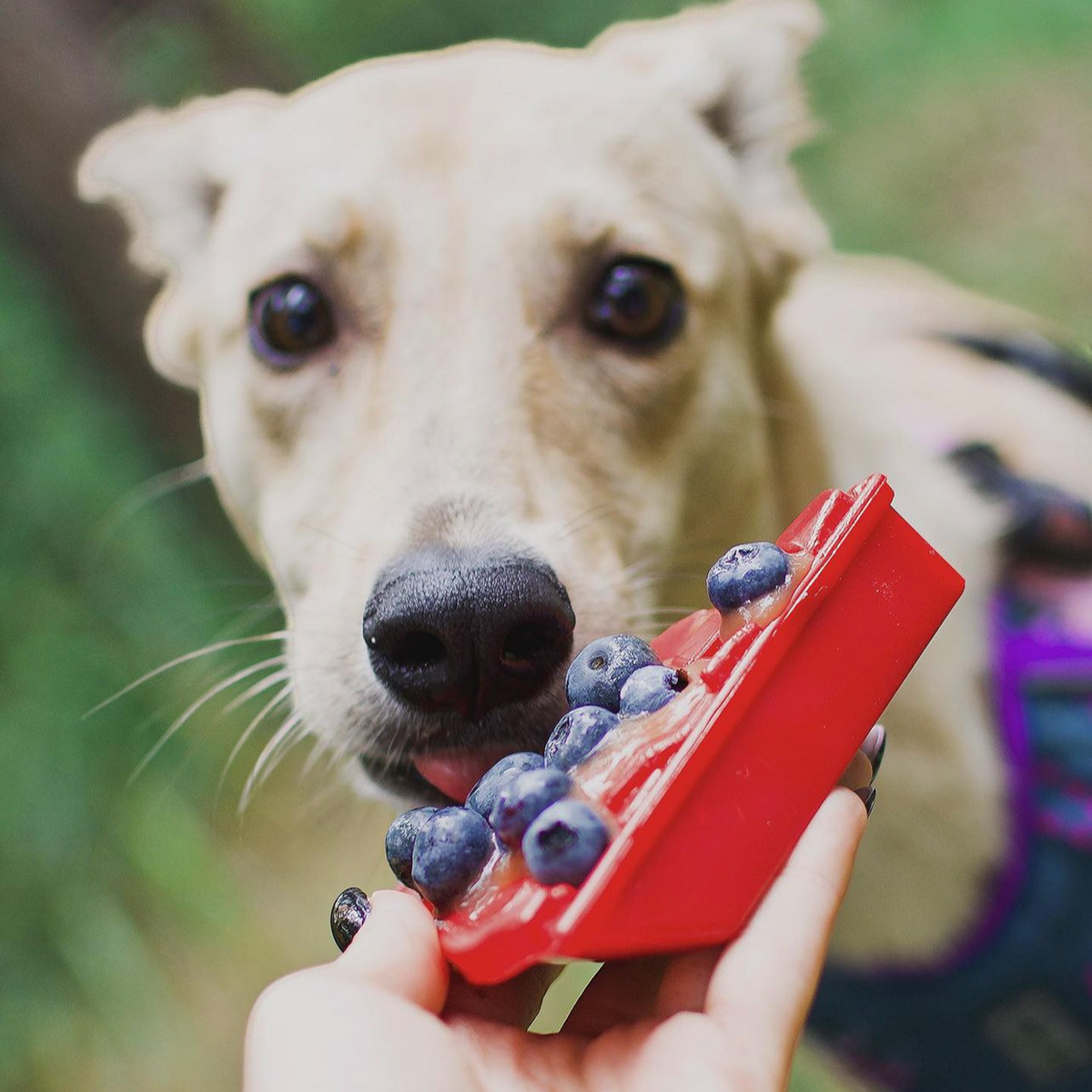 Cherry Pie Durable Nylon Chew Toy