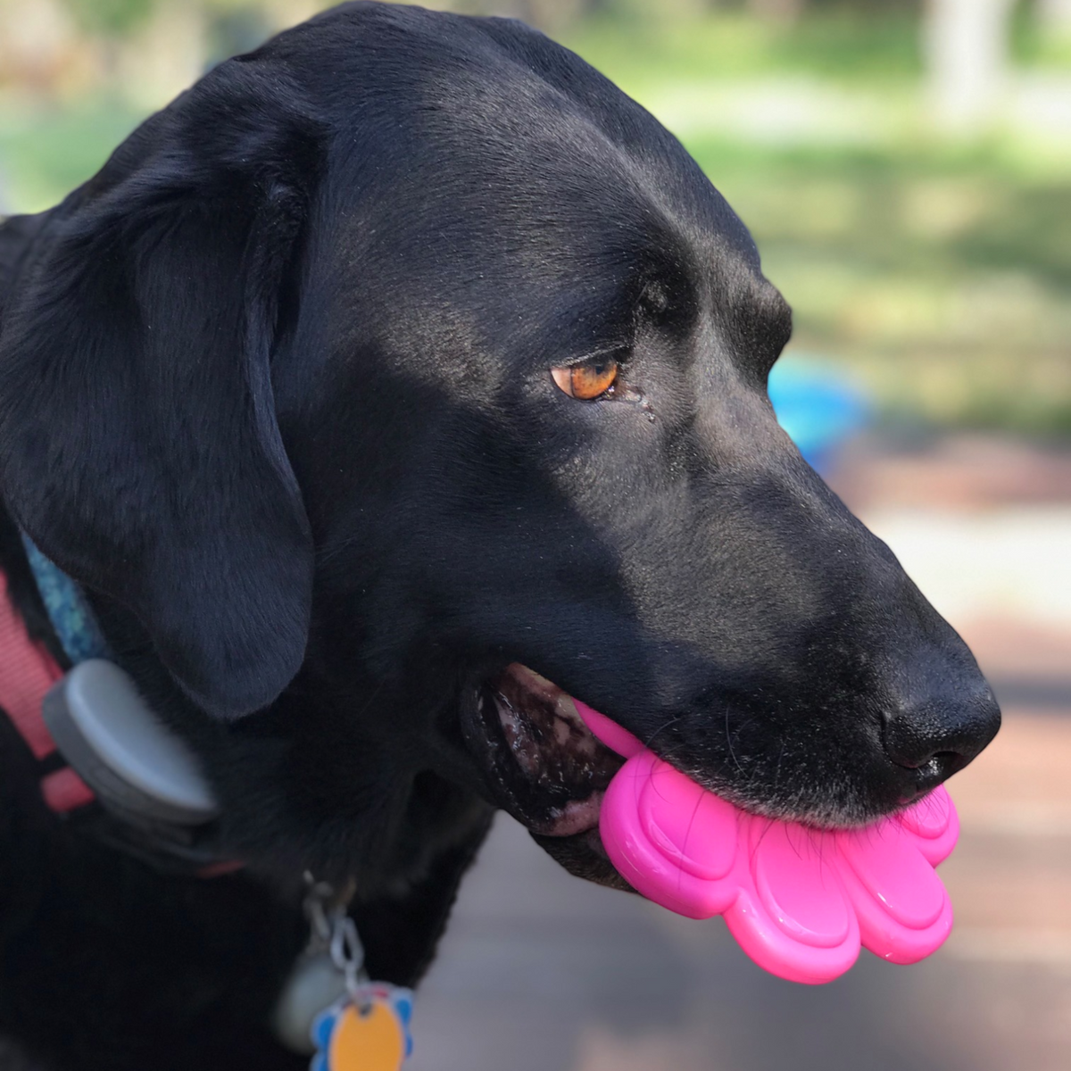 Paw Print Durable Nylon Chew Toy