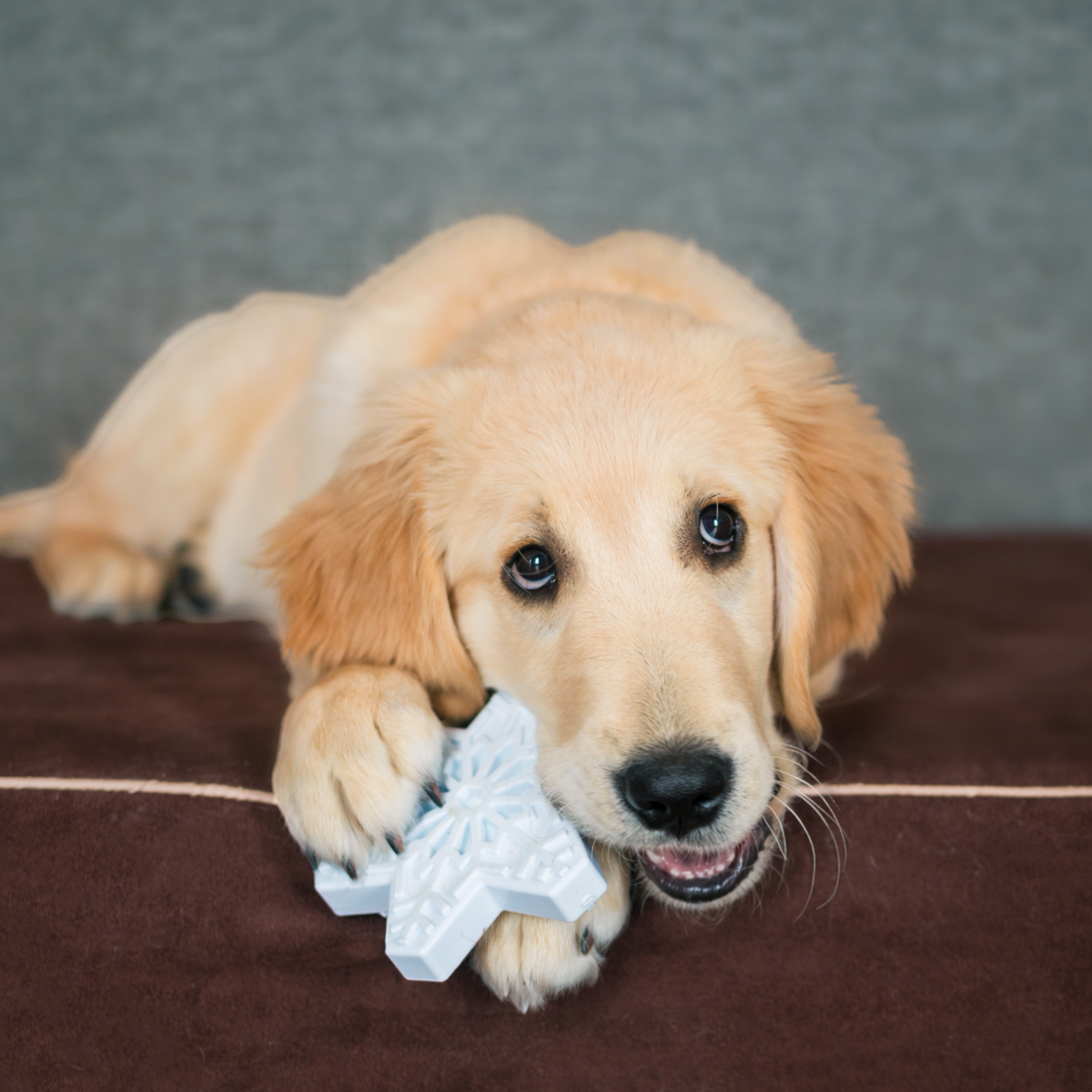 Snowflake Durable Nylon Chew Toy