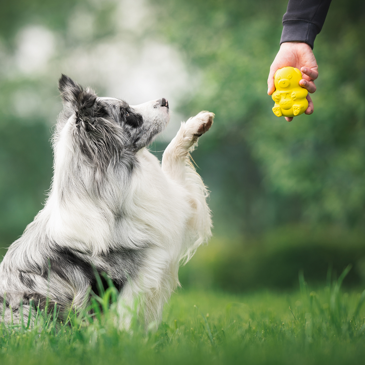 Honey Bear Durable Rubber Treat Dispenser