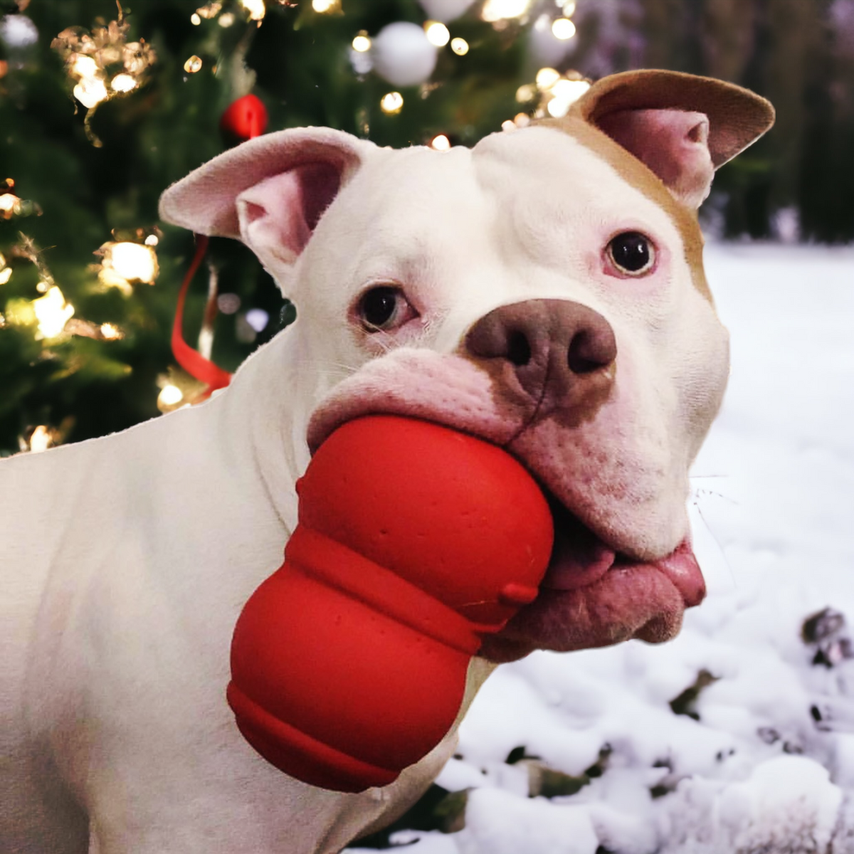 Durable Snowman Treat Dispenser