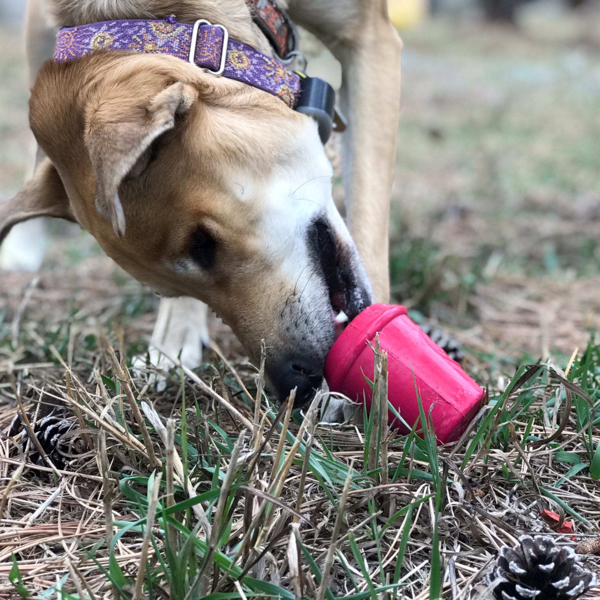 Durable Coffee Cup