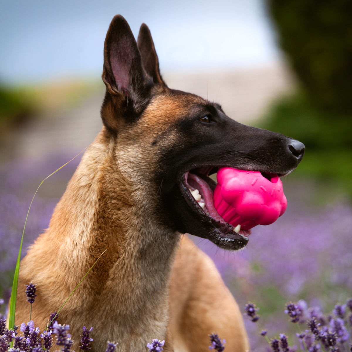 Durable Cupcake Dog Toy Treat Dispenser