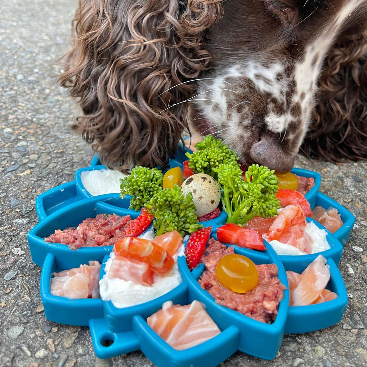 God eating out of a blue enrichment dog feeder bowl filled with different meats, an egg, broccoli and other foods.