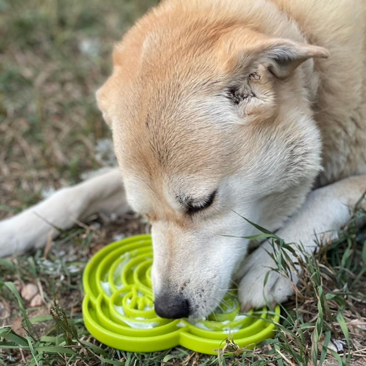 Dog Enrichment Feeding Tray Frog Design