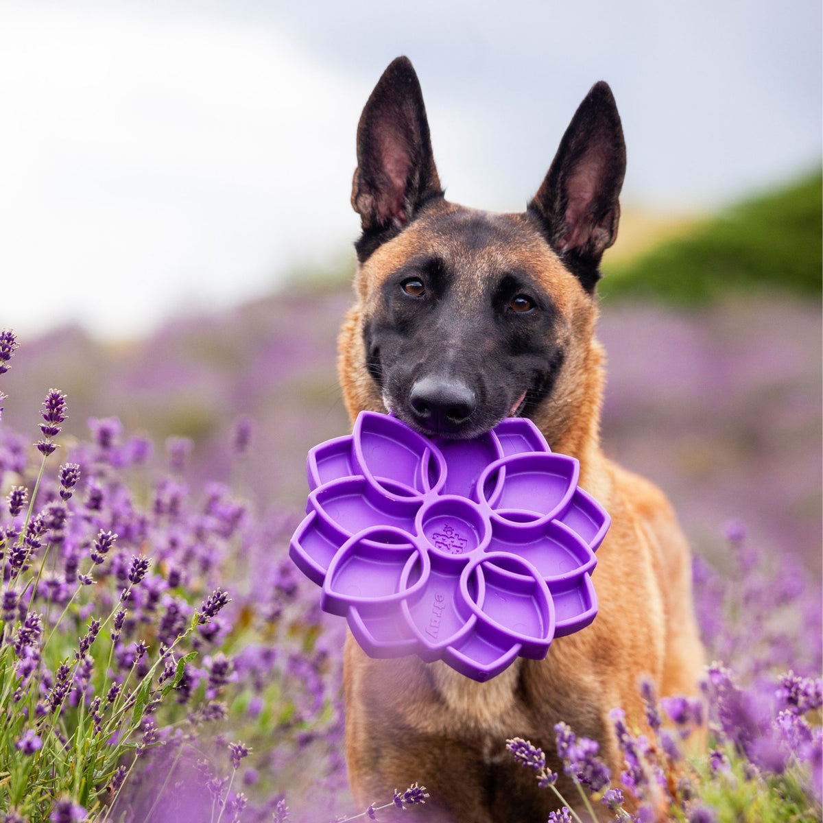 Plateau d&#39;alimentation pour chien avec motif mandala