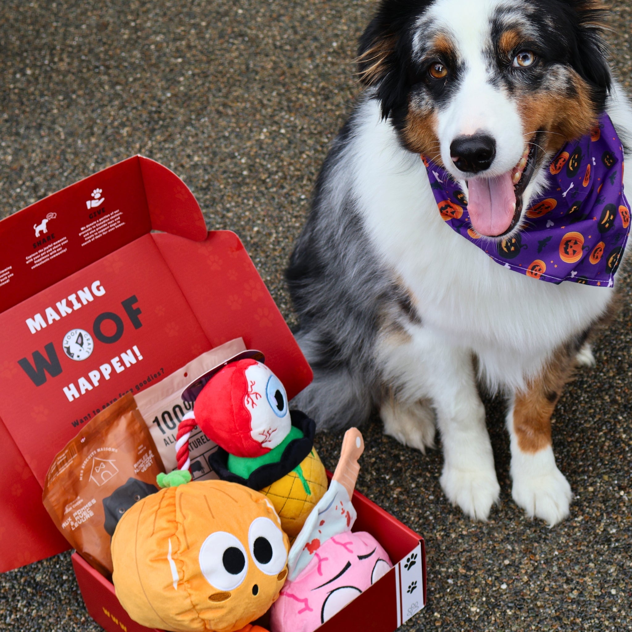 Adorable dog in a purple bandana sitting beside a WoofCrate box filled with festive plush toys and dog treats